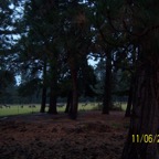 2008 elk herd copy