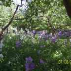 2009 Orchard flowers 2 copy