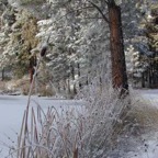 pondcattailswinter'01