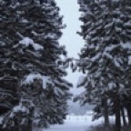 trees in snow